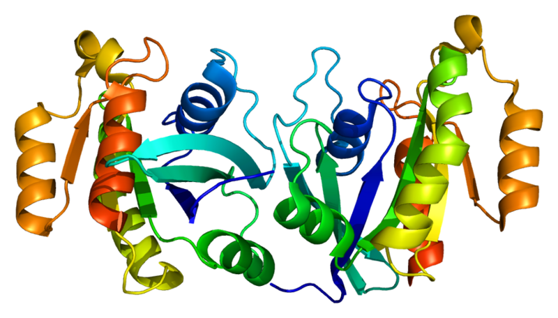 File:Protein RAB11B PDB 1oiv.png