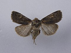 Proteuxoa tetronycha 79609821.jpg