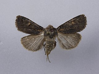 <i>Proteuxoa tetronycha</i> Species of moth