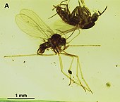 Clogmia albipunctata - Wikipedia