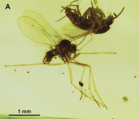 Tập_tin:Protopsychodinae_Fig1_A_Mandalayia_beumersorum.jpg