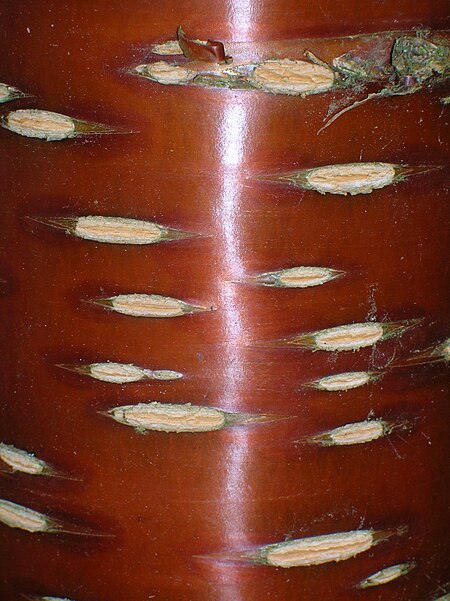 Prunus serrula bark lenticels, Dawyck Botanic Gardens.JPG