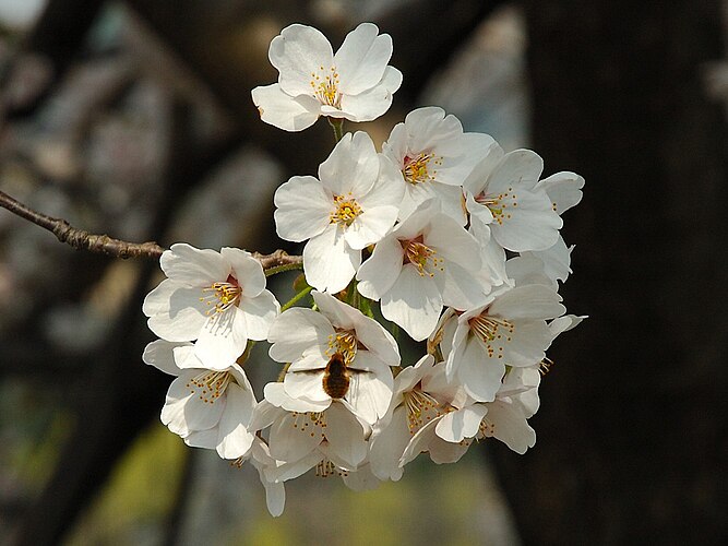 Японская вишня сакура весной