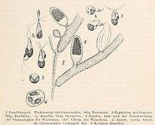 Pseudobryopsis myura ، Oltmanns fig 190 cropped.jpg