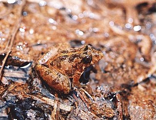 <i>Pseudopaludicola saltica</i> Species of frog