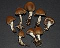 Psilocybe subsecotioides (nom. prov.)
