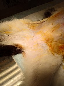 Face ventrale du ventre et du haut des pattes d'un chat. Le ventre du chat est nu et orangé car il vient de subir une intervention de stérilisation.