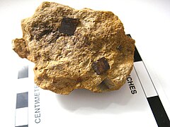 Rusted pyrite cubes embedded in a stony matrix
