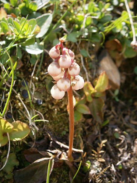 File:Pyrola minor 002.jpg