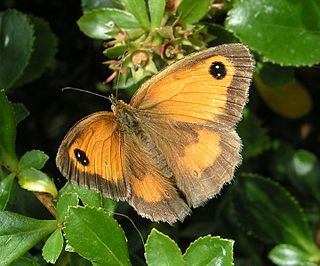 Satyrini Tribe of butterflies