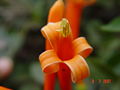 Pyrostegia Venusta (Flor de São João)