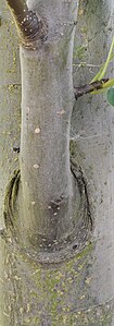 Pyrus pyrifolia branch joint