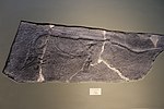 Miniatura para Qianichthyosaurus