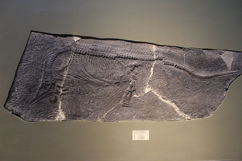 File:Qianichthyosaurus-Tianjin Natural History Museum.jpg