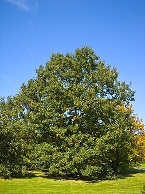 Descrierea imaginii Quercus velutina 001.jpg.