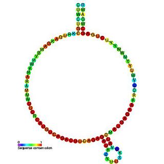 Small nucleolar RNA R64/Z200 family