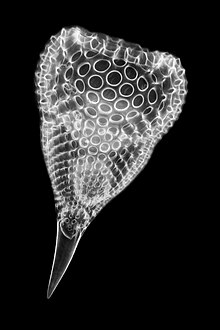 A radiolarian, 160x magnified Radiolarian - Podocyrtis ampla (29391267424).jpg