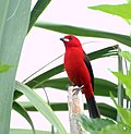 フウキンチョウ科のサムネイル