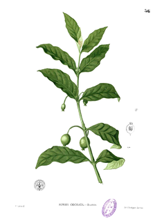 <i>Randia</i> (plant) Genus of plants