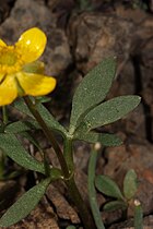 Umtanum Creek Recreation Area