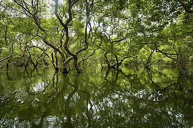 Ratargul Swamp Forest, Sylhet.jpg