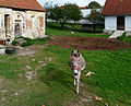 Čeština: Oslík u čp. 9 ve vsi Raveň v okrese Český Krumlov, Jihočeský kraj. English: Donkey at house No 9 in the village of Raveň, Český Krumlov District, South Bohemian Region, Czech Republic.