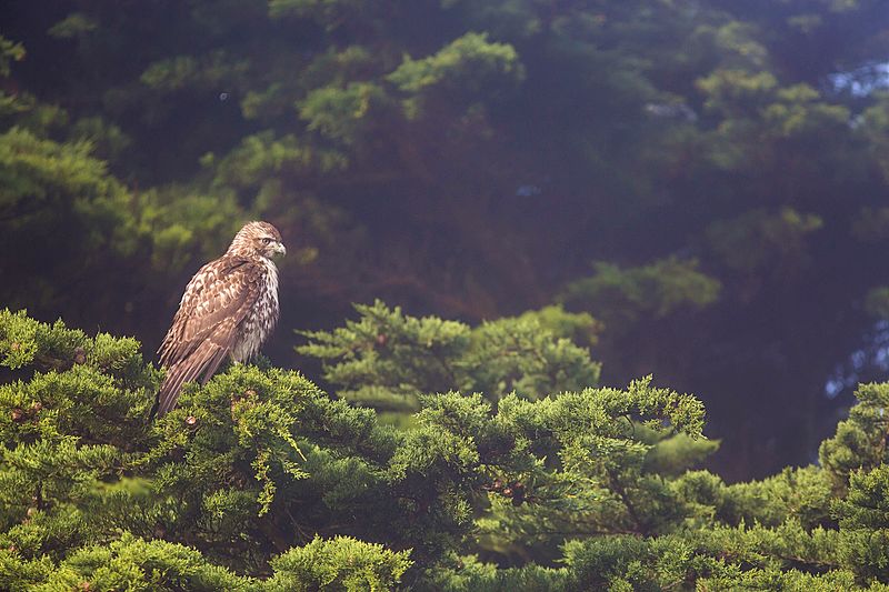 File:Red-Tailed Hawk (23367515602).jpg