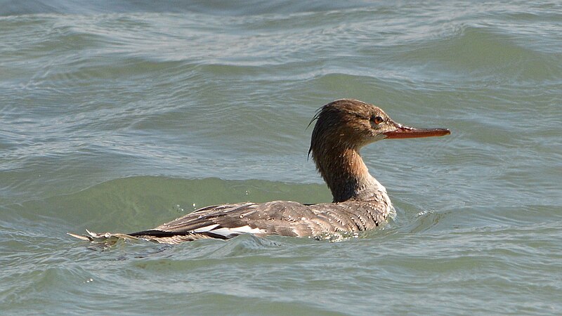 File:Red-breasted Merganser (Mergus serrator) - Sarasota, Florida 2023-01-22 (02).jpg