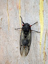 A Red-eye Cicada (Psaltoda moerens) on a Blue Gum trunk in Lisarow NSW.