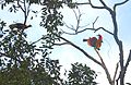 Red bird-of-paradise on Tree in Raja Ampat Papua, 2015