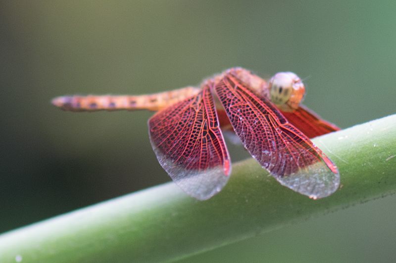 File:Red dragonfly wings (24863877886).jpg