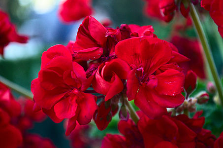 Red flower in the garden