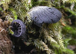 <i>Resupinatus</i> Genus of fungi