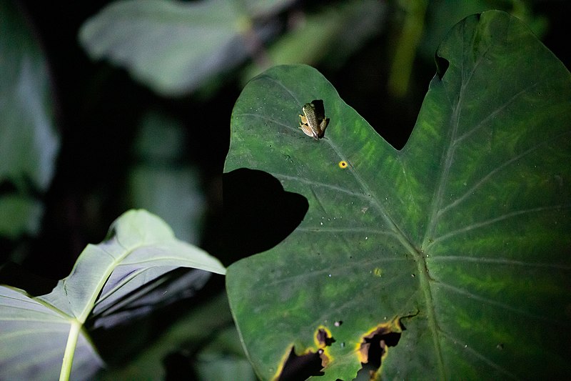 File:Rhacophorus lateralis on wild colocasia leaf.jpg