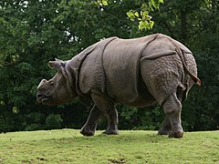 Rhinocéros indien