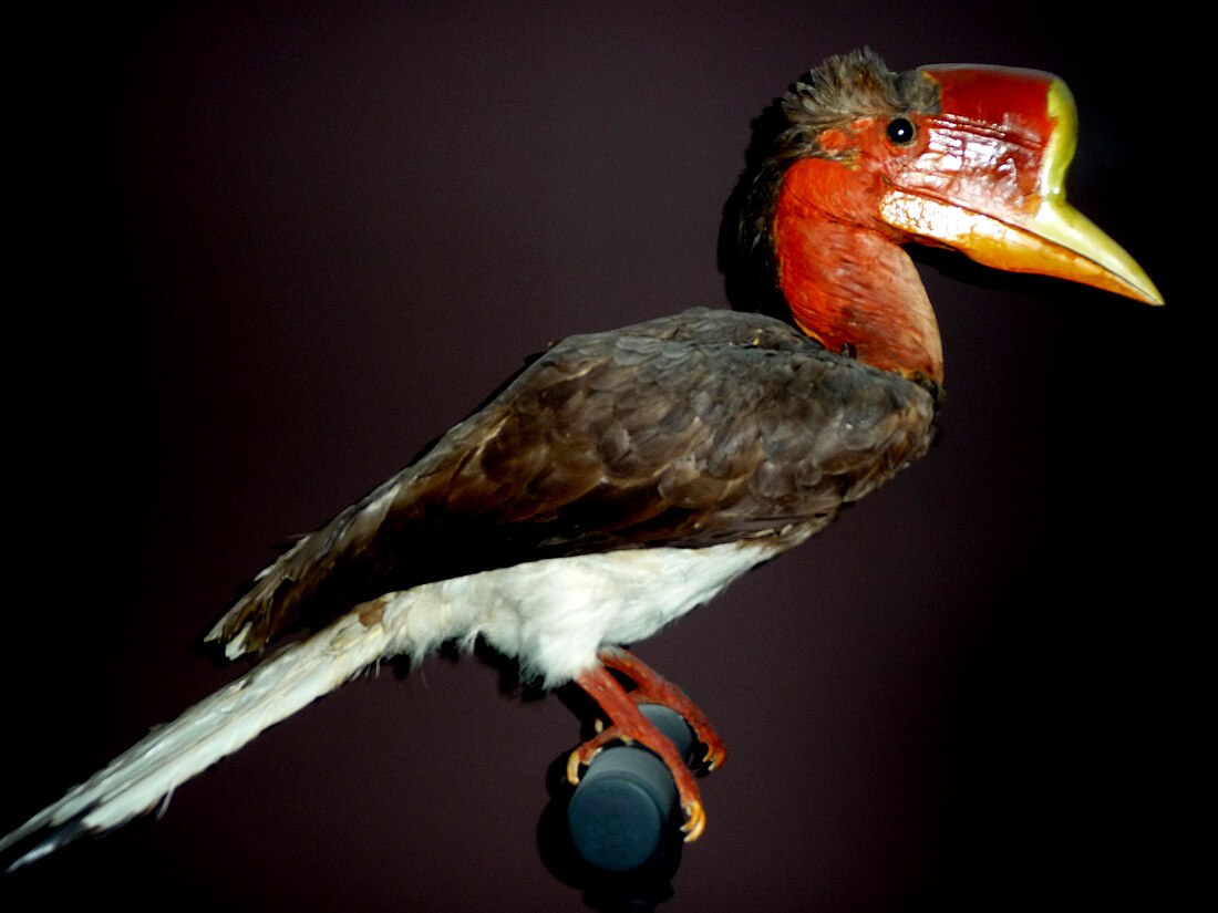 Schildhornvogel