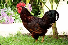 Red rooster chicken supplier