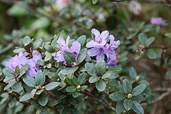 Rododendron complexum. 
 JPG