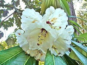 Resmin açıklaması Rhododendron protistum (8591655820) .jpg.