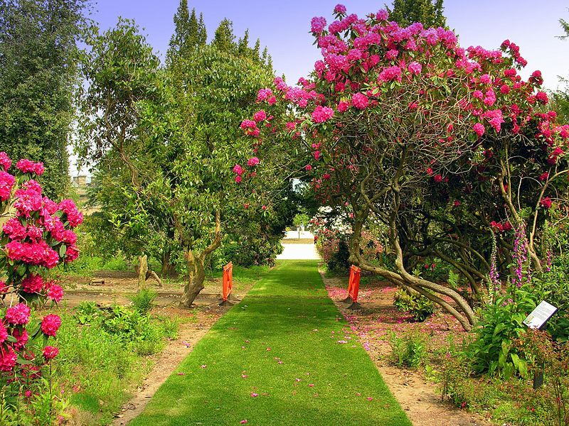 File:Rhododendros of Wentworth Gardens.JPG