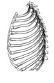 Category:Rib cage - Wikimedia Commons