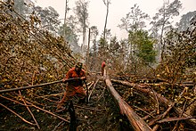Firefighters during a forest fire in Sebangau National Park