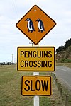 Pingvin (Nya Zeeland)
