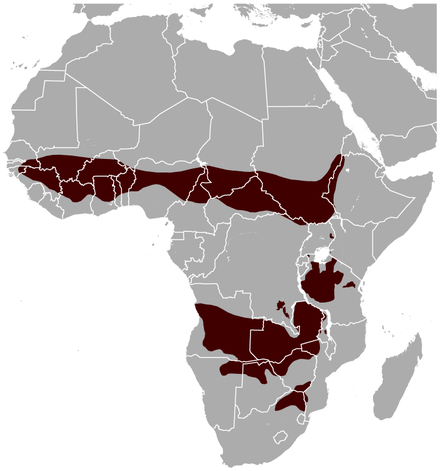 Roan Antelope Hippotragus equinus distribution map.png