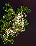 Vignette pour Robinia pseudoacacia