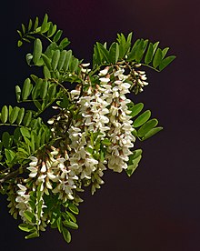 Robinia pseudoacacia blossom.jpg