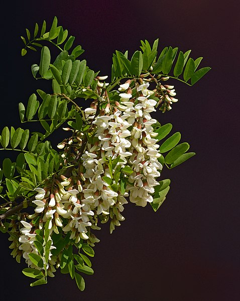 File:Robinia pseudoacacia blossom.jpg