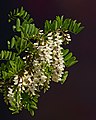 * Nomination Robinia pseudoacacia blossom --Ввласенко 18:06, 7 August 2022 (UTC) * Promotion  Support Good quality. --Poco a poco 22:52, 7 August 2022 (UTC)
