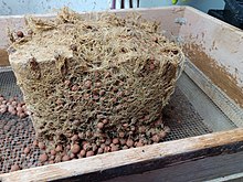 Root ball of a hydroponically-grown cannabis plant, with expanded clay aggregate embedded in the growth medium. Root ball.jpg