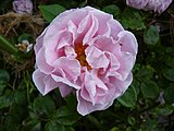 'Gerbe Rose', 1904